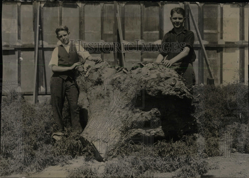 1920 Press Photo Black Hander Cottonwood Tree Stump - RRW77957 - Historic Images