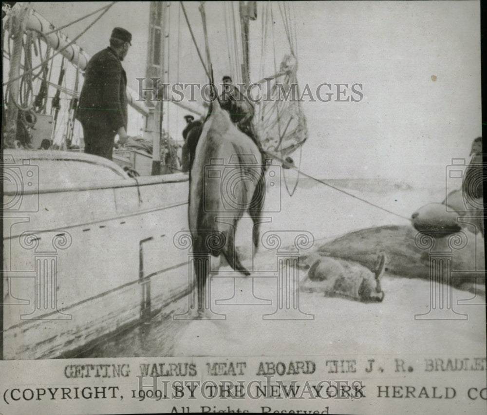 1909 Press Photo Walrus Hunting/Boat/Sailing - RRW78221 - Historic Images