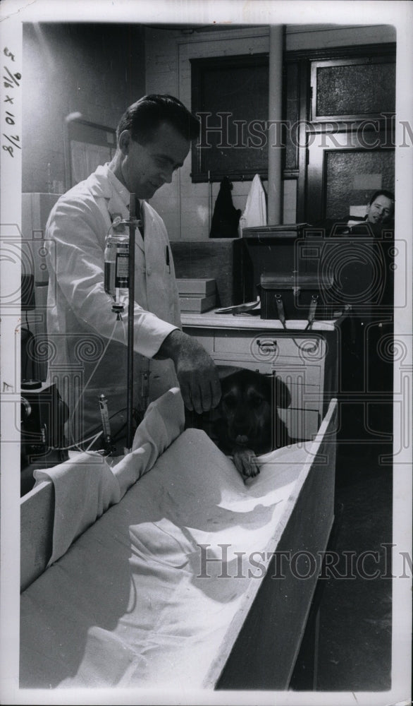 1965 Press Photo Michigan College doctor research dog - RRW81701 - Historic Images