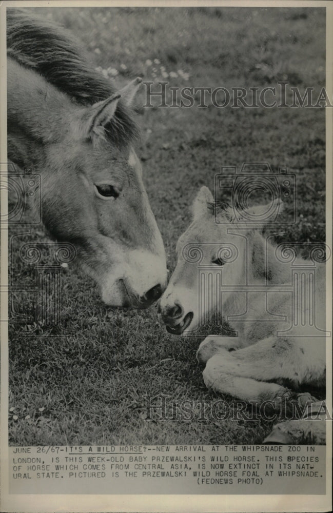 1967PressPhoto Przewalski&#39;s wild horse.at Whipsnade zoo - RRW81781 - Historic Images