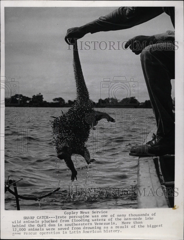 1967 Press Photo Guri dam Venezuela Animals Porcupine - RRW81913 - Historic Images