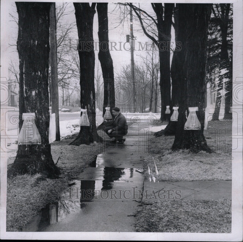 1965 Press Photo Frank Klein Sap Athens Maple Tree Boil - RRW81975 - Historic Images