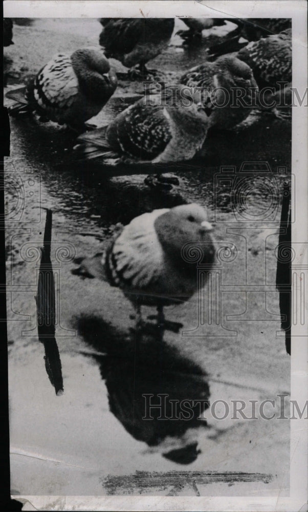 1961 Press Photo Pigeon Birds drinking Water Animal - RRW82143 - Historic Images