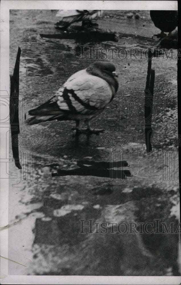 1953 Press Photo Pigeon Birds Salsinger Cut Sport - RRW82155 - Historic Images