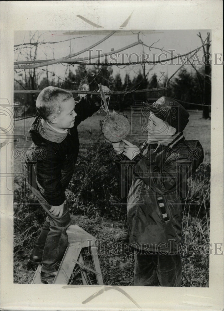 1964 Press Photo Sunflower head Flower Garden Chicago - RRW82373 - Historic Images