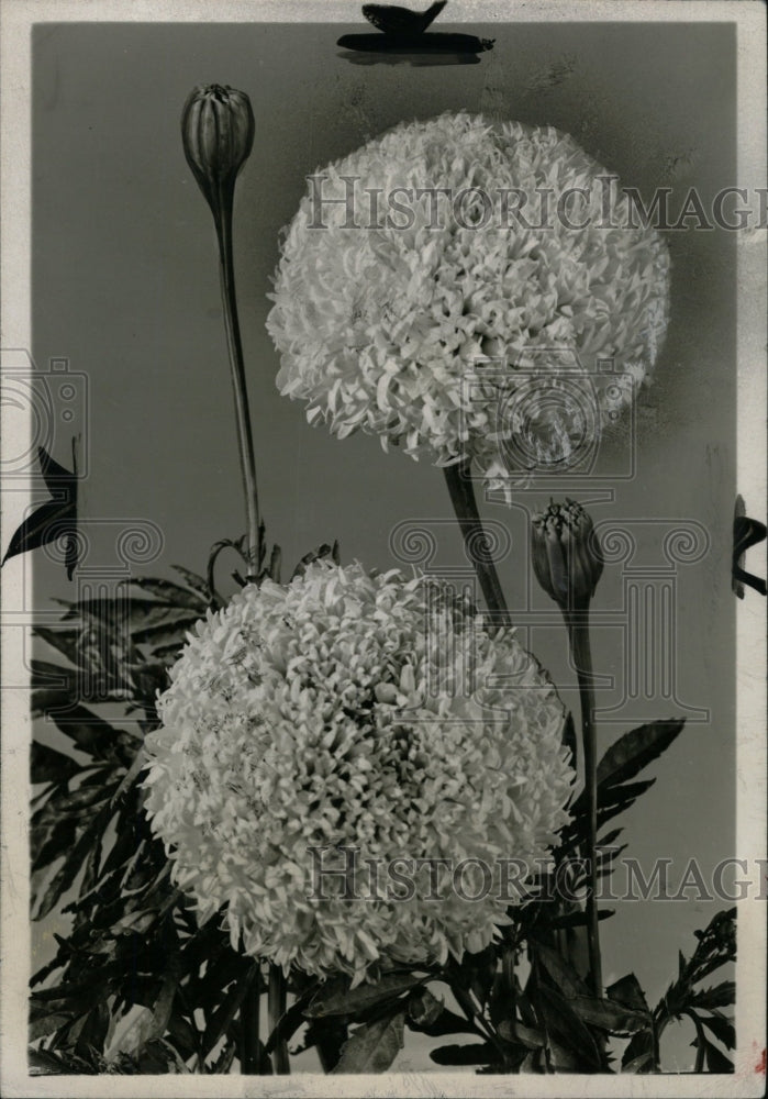 19652 Press Photo Goldilocks Marigold Flowers - RRW82681 - Historic Images