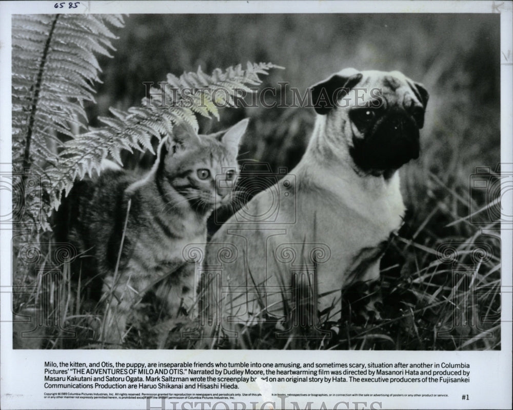 1990 Press Photo Milo kitten Otis Amusing Scary Andotis - RRW83337 - Historic Images