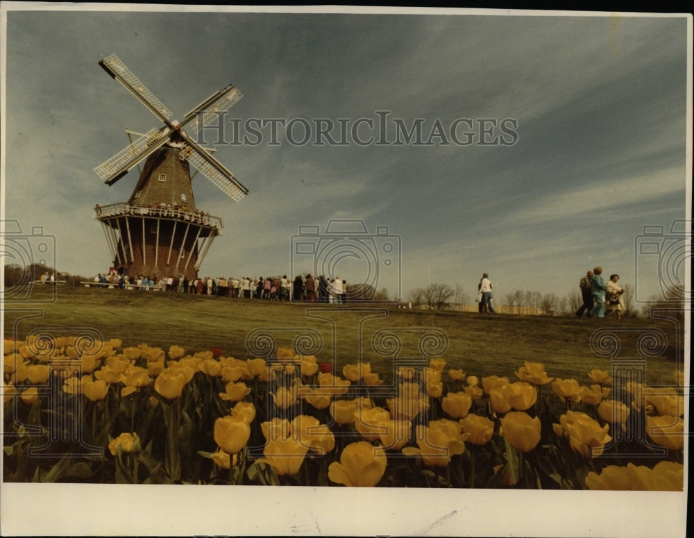 1983 Press Photo Tulip Flower Festival Holland Michigan - RRW83873 - Historic Images