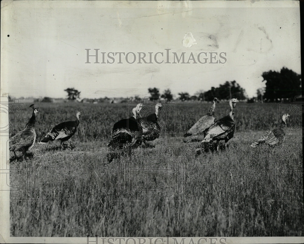 1936 Press Photo Wild Turkeys Field - RRW84233 - Historic Images