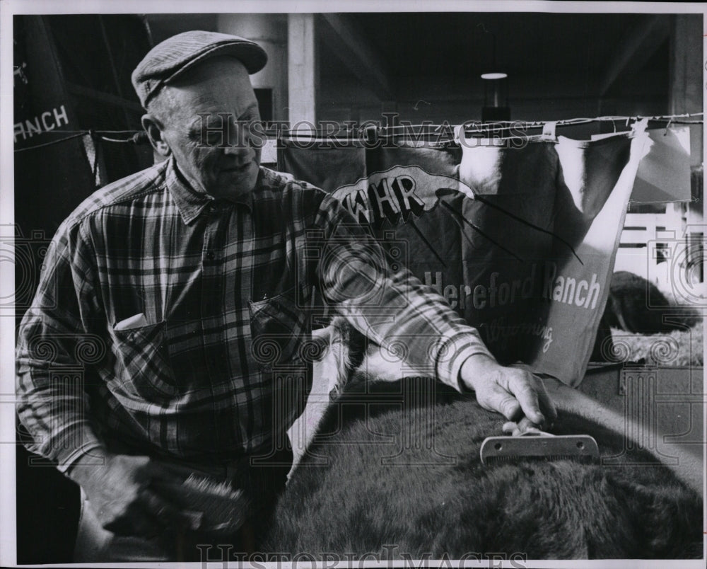 1963 Press Photo Kilian grooms Stock Show cattle Judges - RRW85983 - Historic Images
