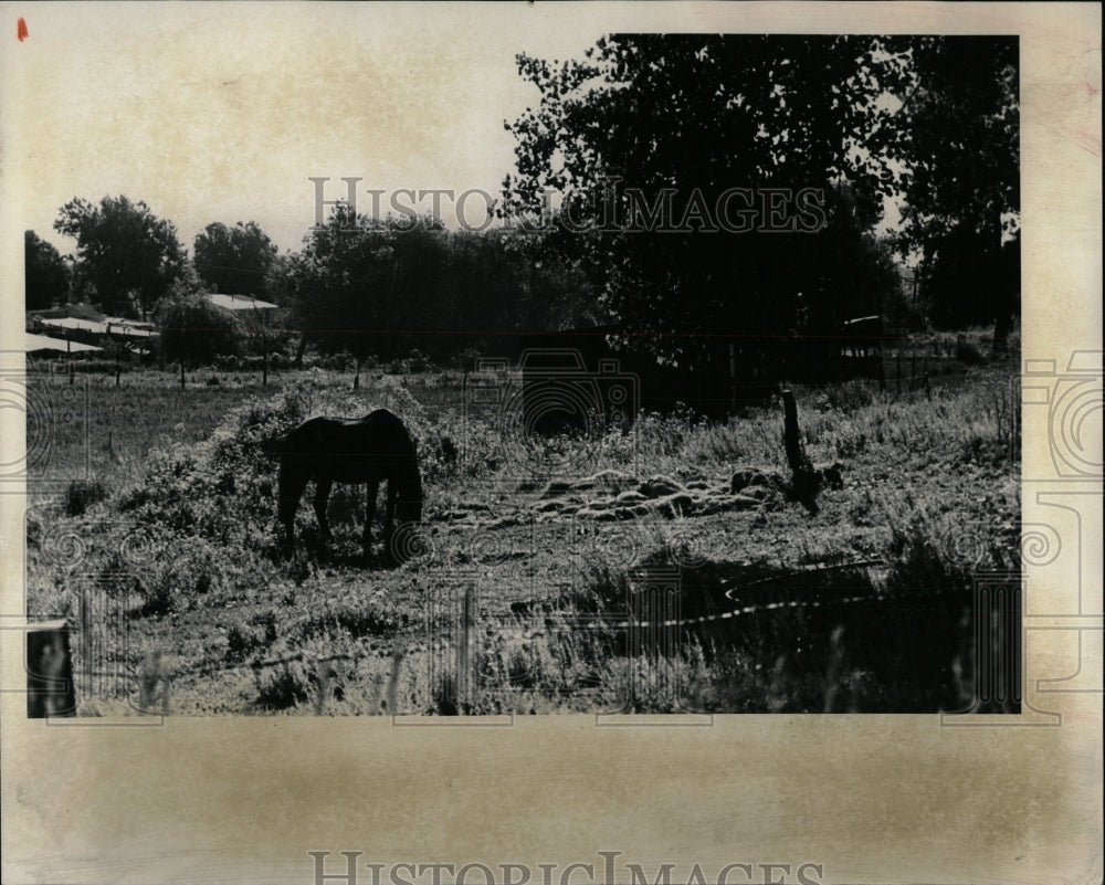 1975 Press Photo Horse Grazing Lakewood Area - RRW86221 - Historic Images