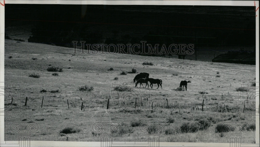 1976 Press Photo Horses grazing in hot weather. - RRW86239 - Historic Images