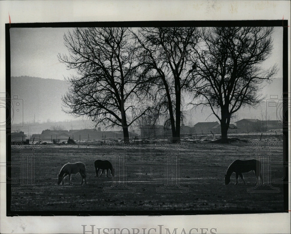 1977 Press Photo Horses in the ranch fields of Lakewood - RRW86241 - Historic Images