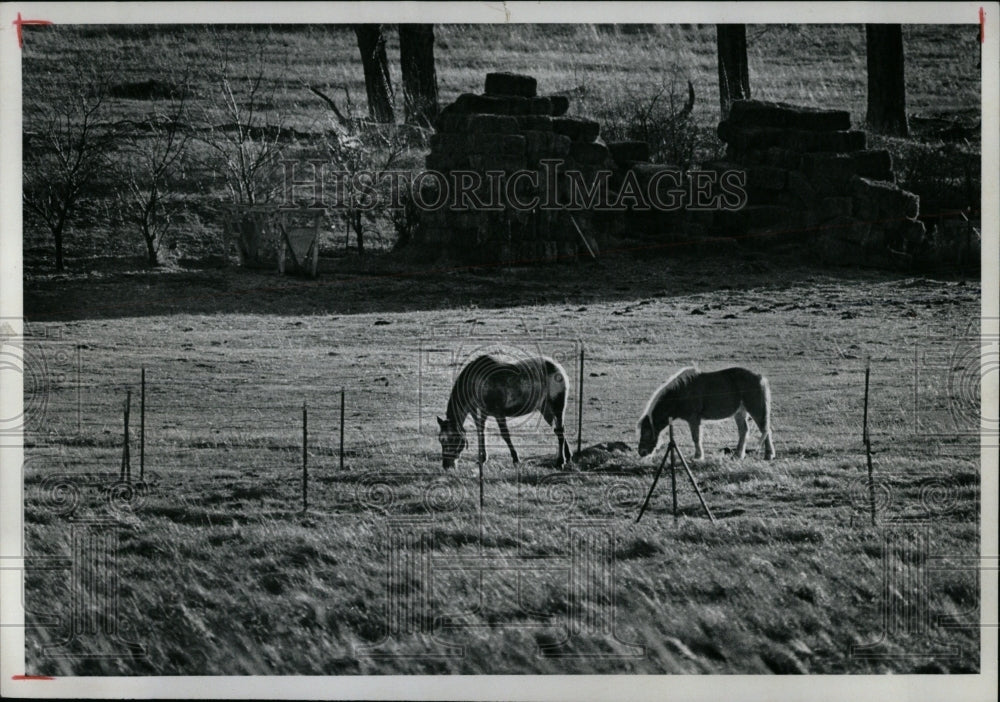 1977 Press Photo HORSES ELDORADO SPRINGS MARSHALL - RRW86243 - Historic Images