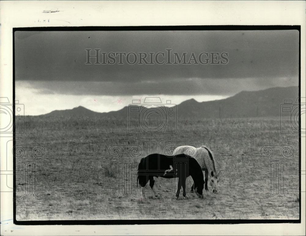 1987 Press Photo Horses on the field. - RRW86247 - Historic Images