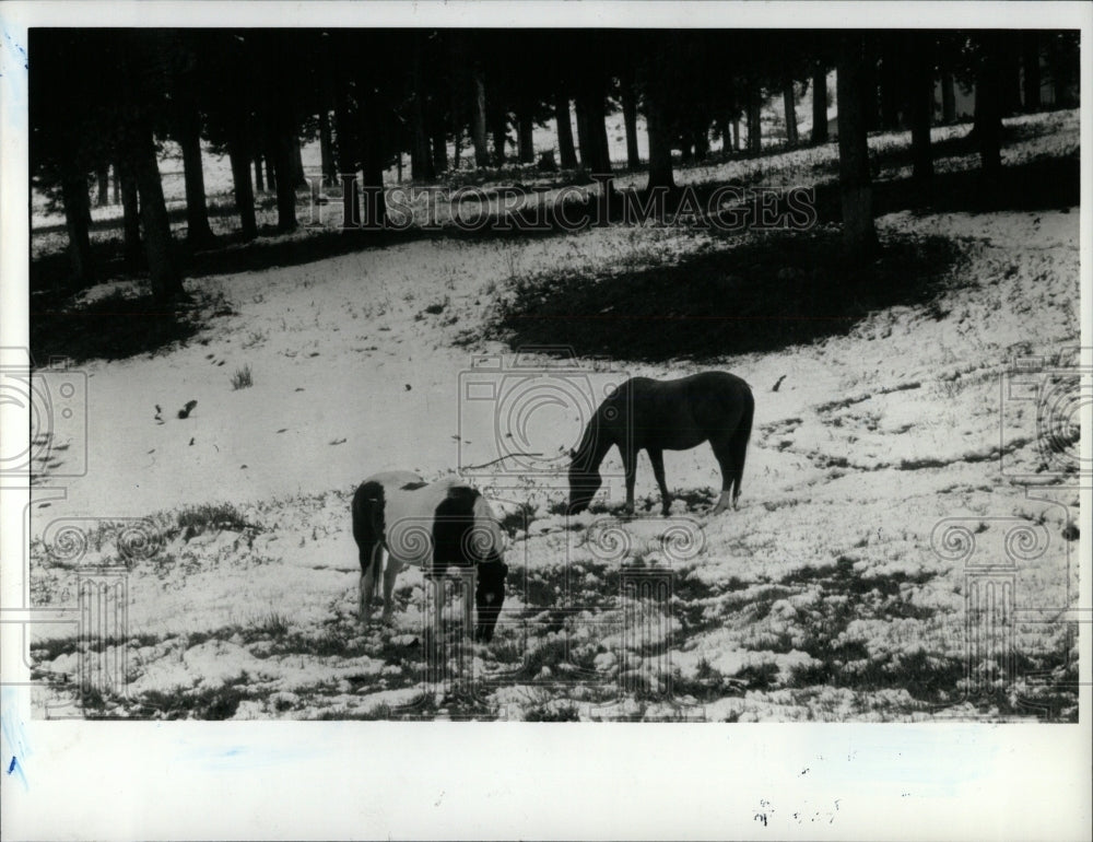 1992 PressPhoto Horses eating snow and grasses near HWY - RRW86251 - Historic Images