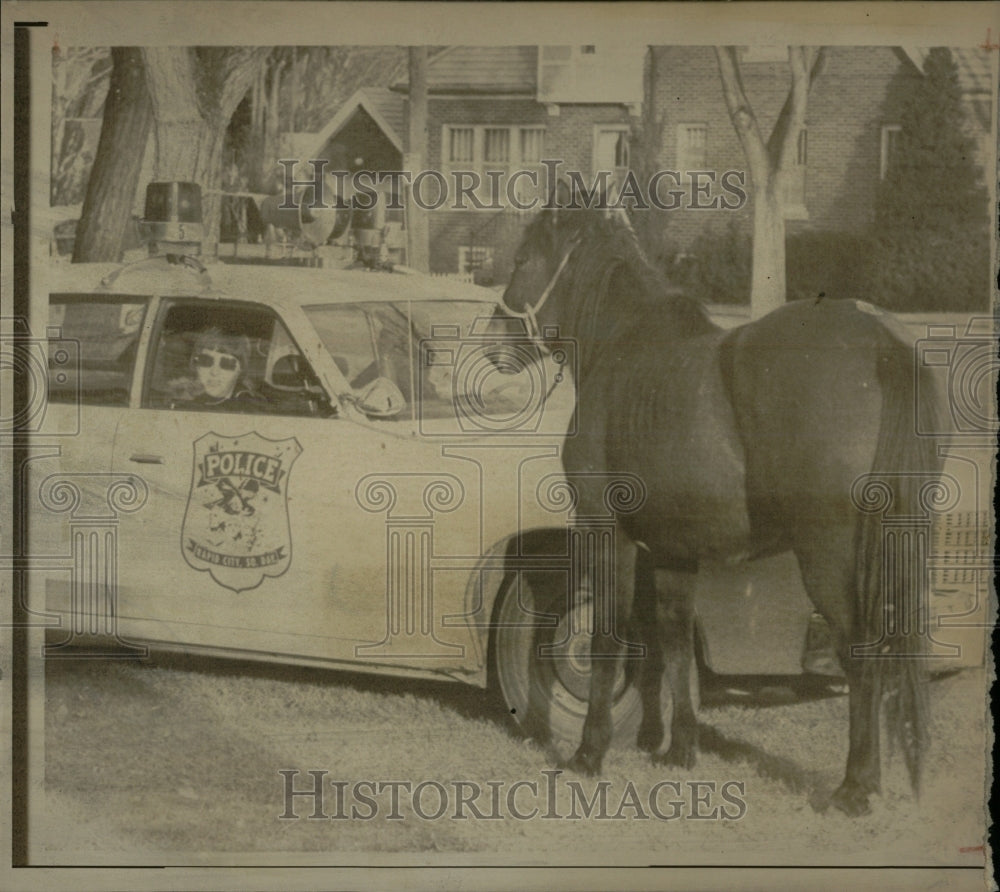 1974 Press Photo Bay Horse Rapid City Downtown - RRW86253 - Historic Images