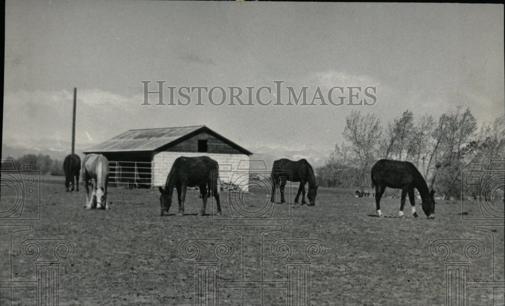 1978 Press Photo Horses East 120th Avenue Holly Street - RRW86347 - Historic Images