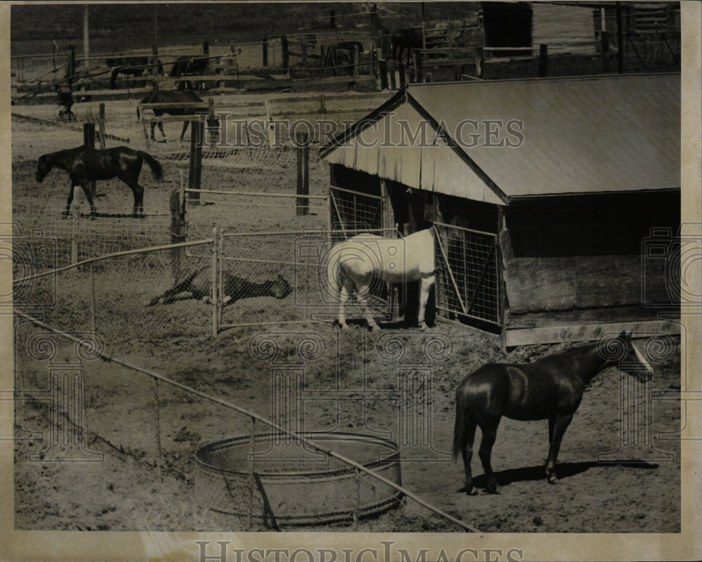 1979 Press Photo Horses Colorado 83 North Franktown - RRW86353 - Historic Images