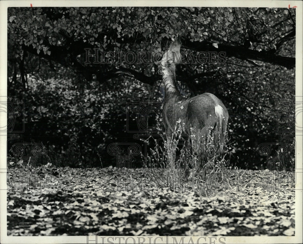 1979 Press Photo A horse took refuge under a tree - RRW86359 - Historic Images