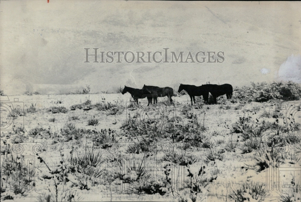 1981 Press Photo Horses Snow Colorado 93 Fourth Avenue - RRW86365 - Historic Images