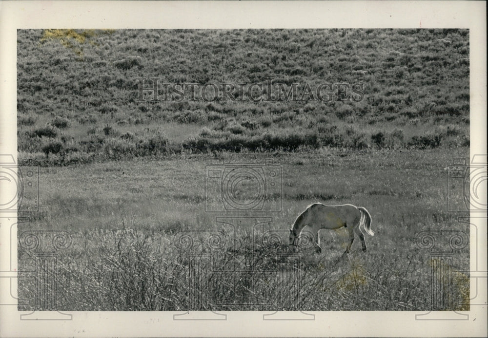 1983 Press Photo Horse Indian Summer Wolcott Divide - RRW86379 - Historic Images