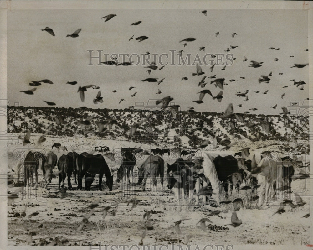 1973 Press Photo 100 horses rounded up on Mantle Ranch - RRW86393 - Historic Images