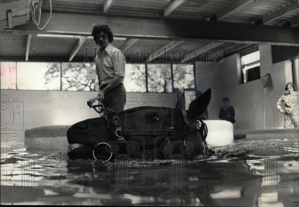 1973 Press Photo Horse - RRW86395 - Historic Images