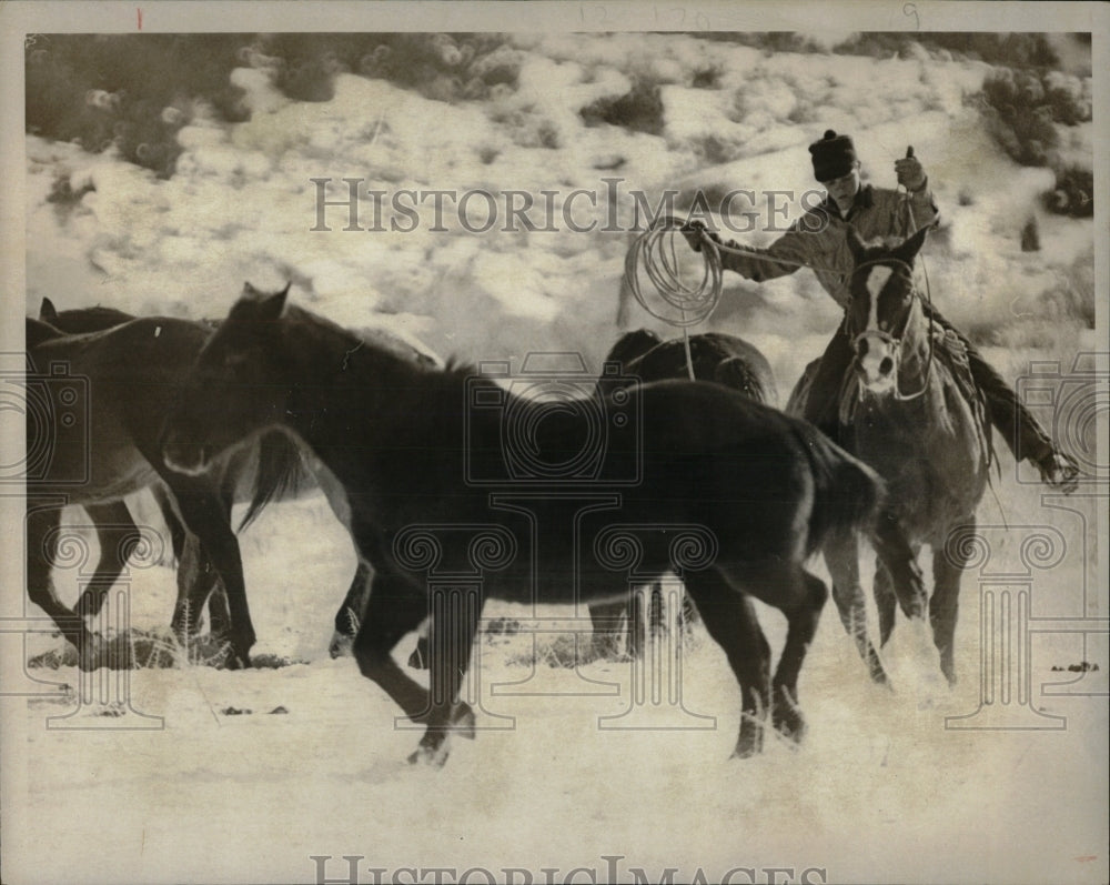 1973 Press Photo Tom Seewald rounding up a herd of hors - RRW86403 - Historic Images