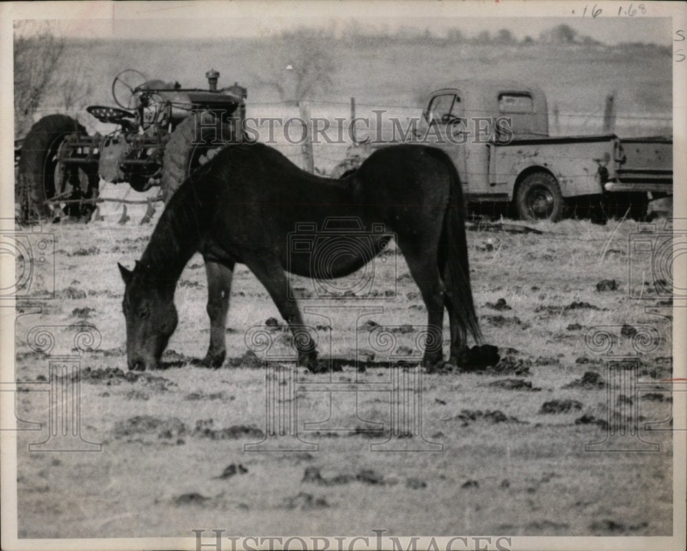 1971 Press Photo Horse Grazing Fort Collins Colorado - RRW86409 - Historic Images