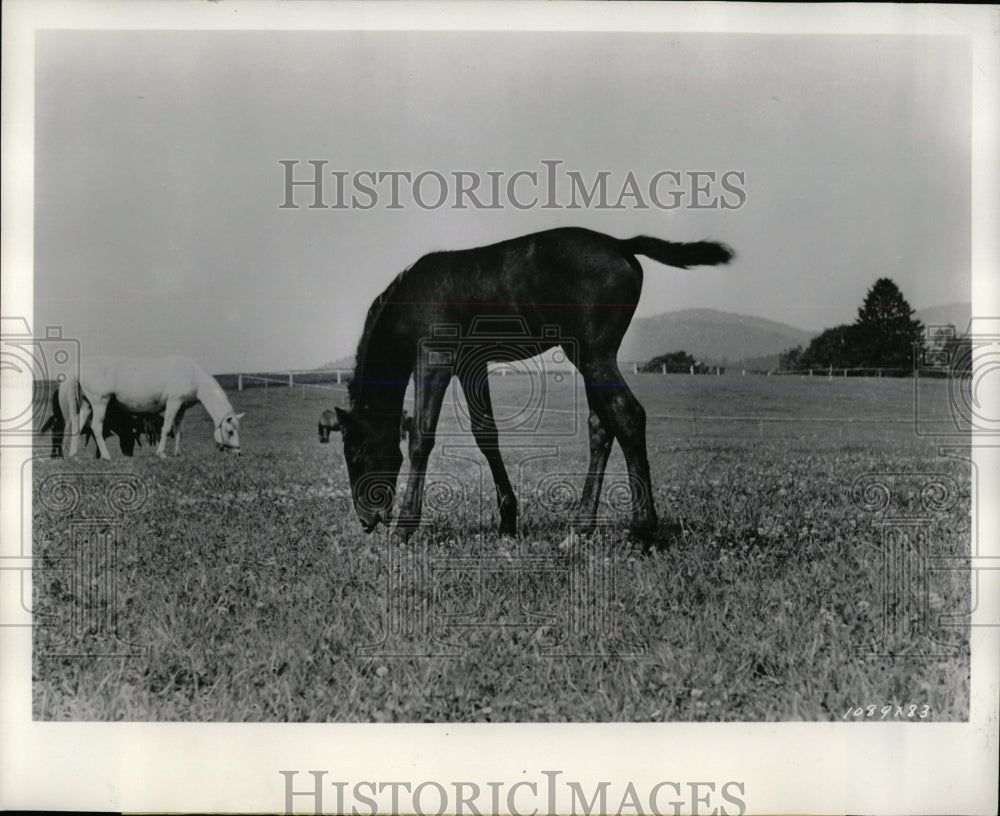 press photo A noble steed join&#39;s Hollywood&#39;s list - RRW86437 - Historic Images
