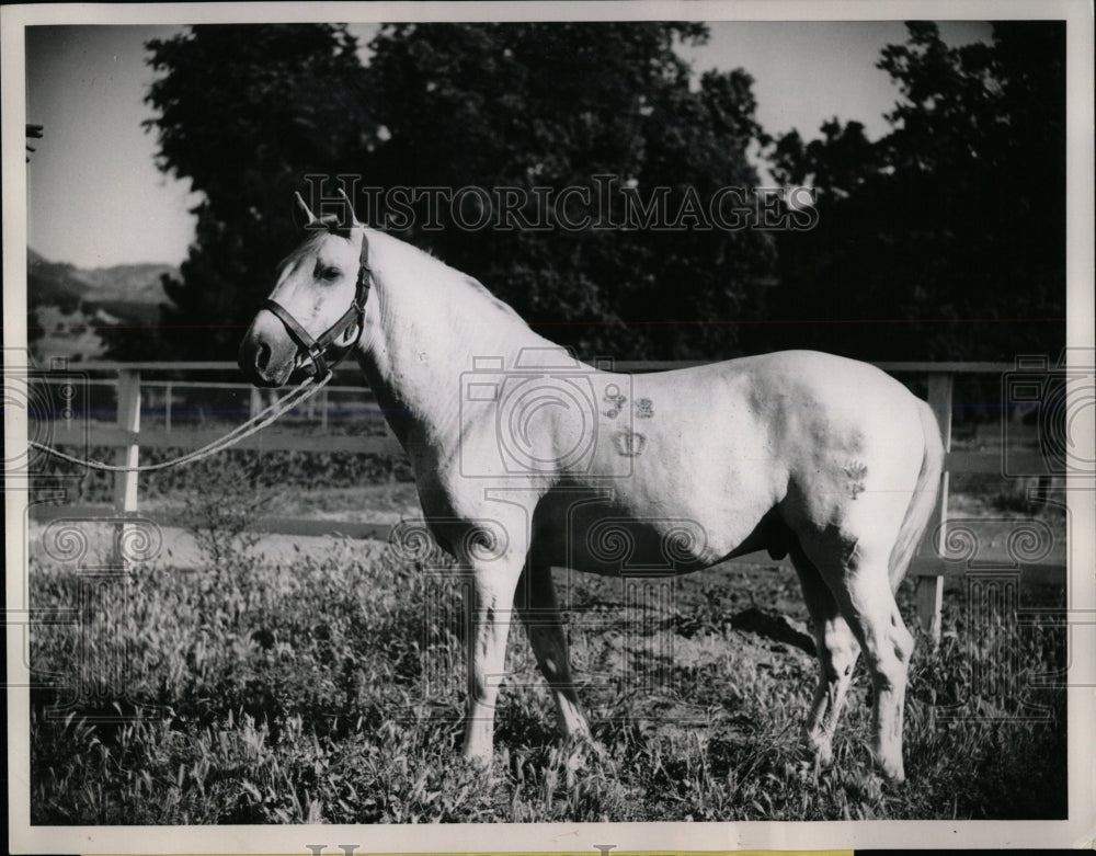 press photo Noble Steed joins Hollywood list of stars - RRW86439 - Historic Images