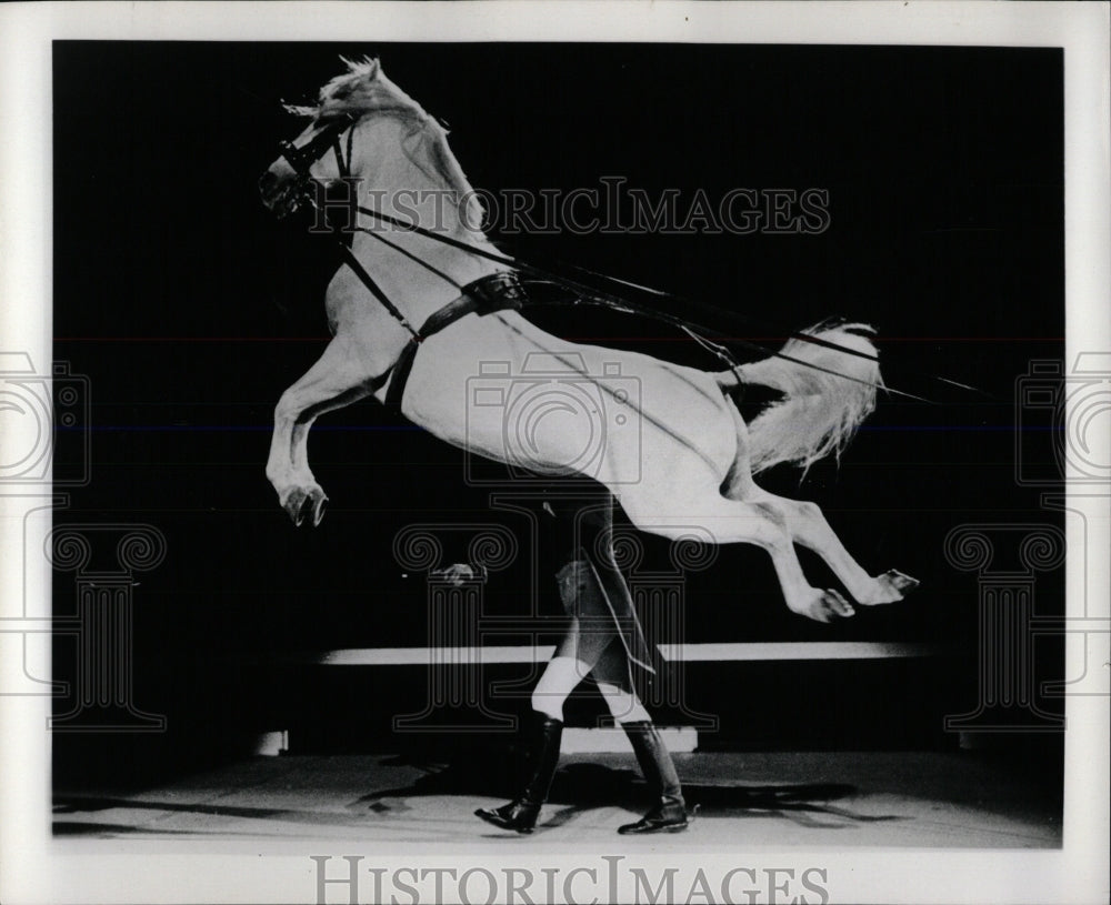 1980 Press Photo Royal Lipizzan Classic Movements - RRW86443 - Historic Images