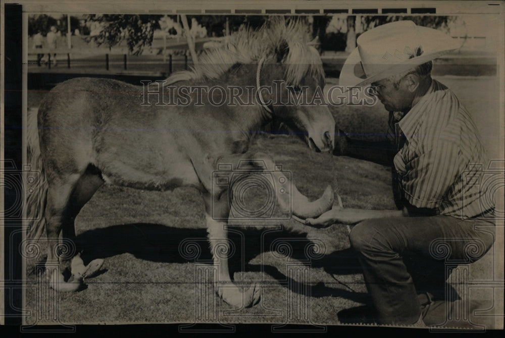 1971 Press Photo Shetland pony. - RRW86445 - Historic Images