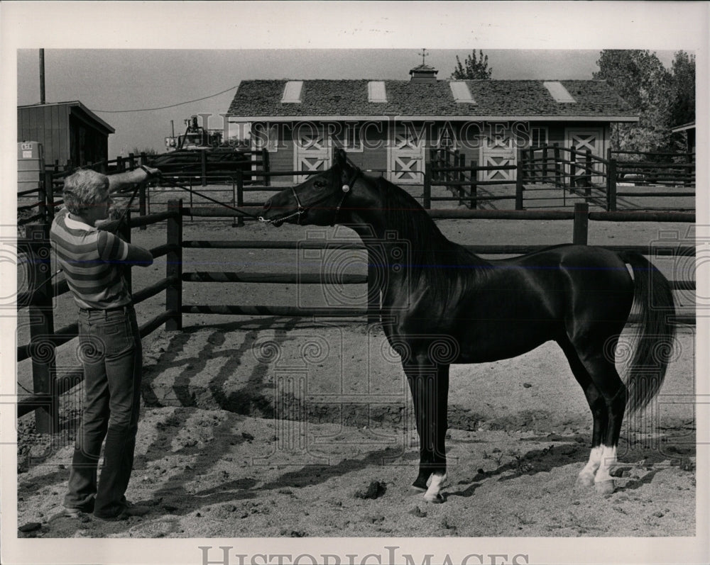 1983 Press Photo SMART ALEX ARABIAN HORSE - RRW86449 - Historic Images
