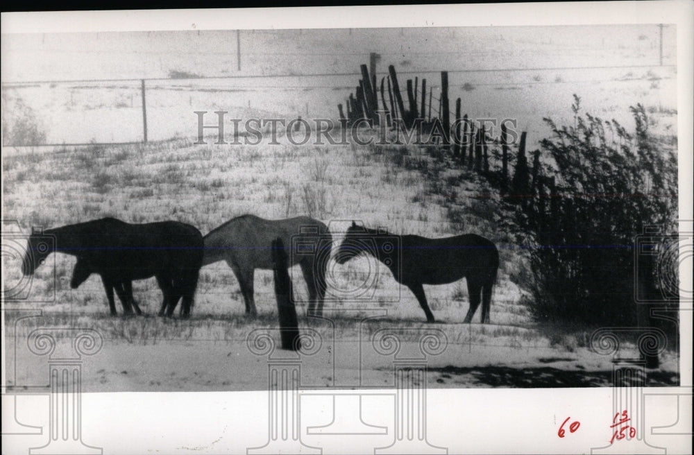 1988 Press Photo Horses Gathered at Greenland Ranch - RRW86475 - Historic Images