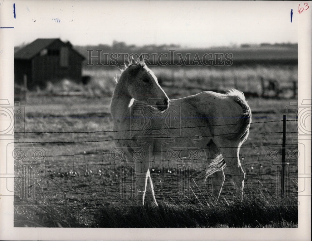 1980 Press Photo A horse in a pasture along State Highw - RRW86477 - Historic Images