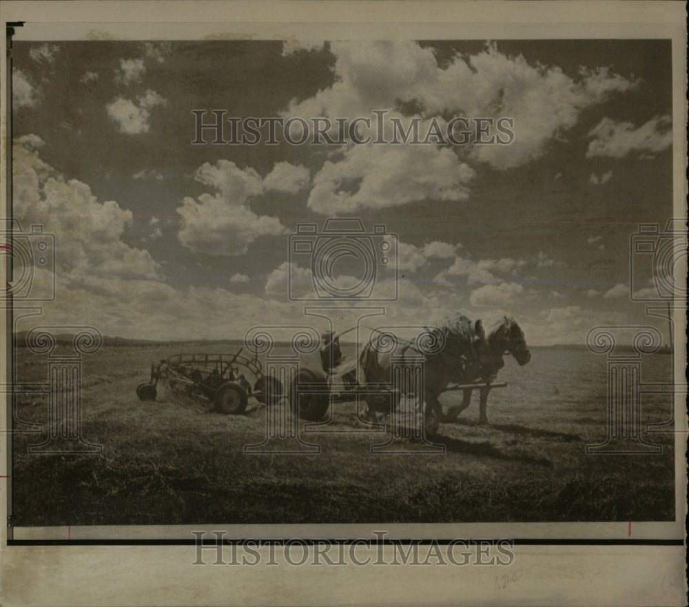 1973 Press Photo Ray Godfrey Rakes Hay using horses. - RRW86511 - Historic Images