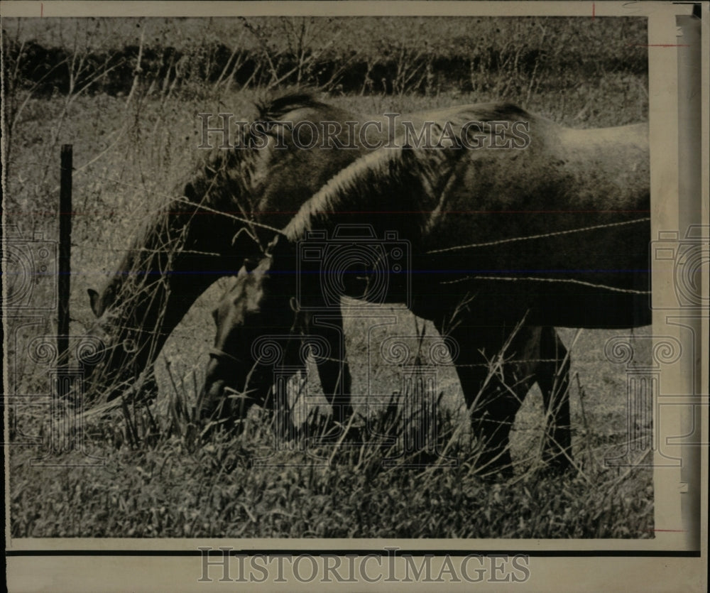 1970 Press Photo HORSES FARM LAKE GENEVA - RRW86513 - Historic Images