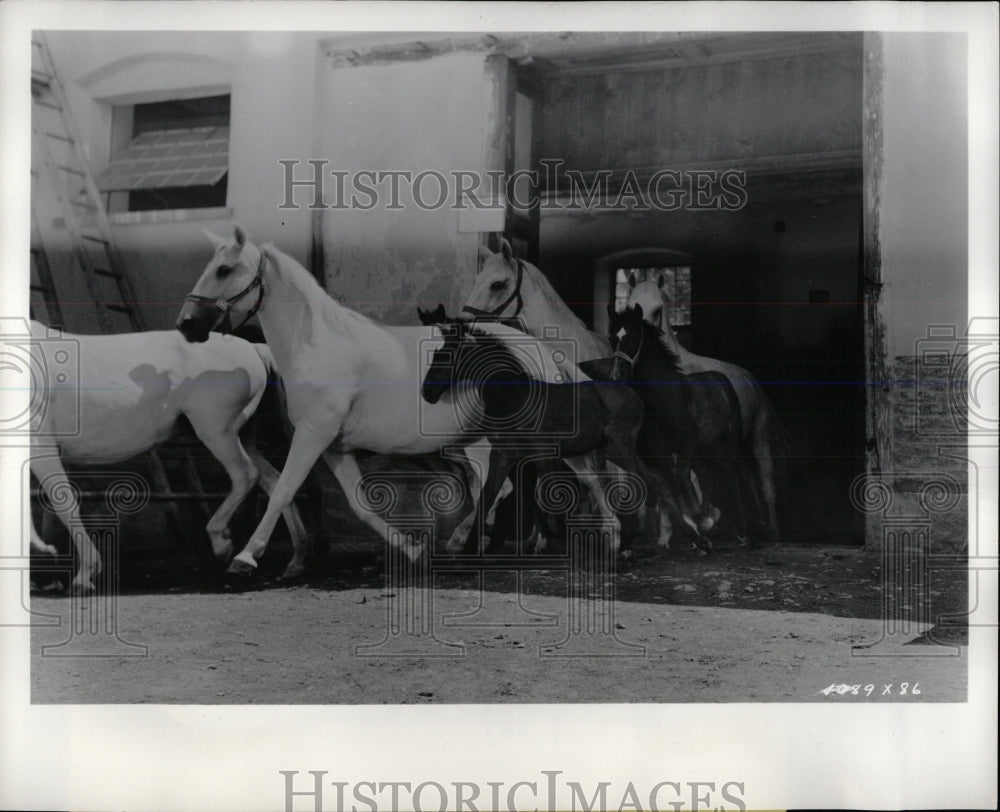 None Nobel Steed Join Hollywood List Star Florian Emble - RRW86559 - Historic Images