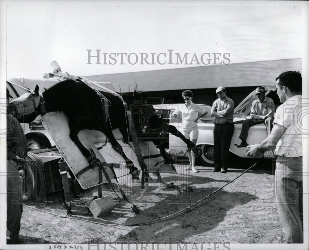 1960 Press Photo Surgery Animals Danny hits table - RRW87735 - Historic Images