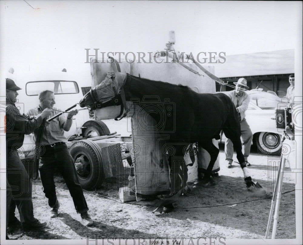 1960 Press Photo Surgery Animals - RRW87741 - Historic Images