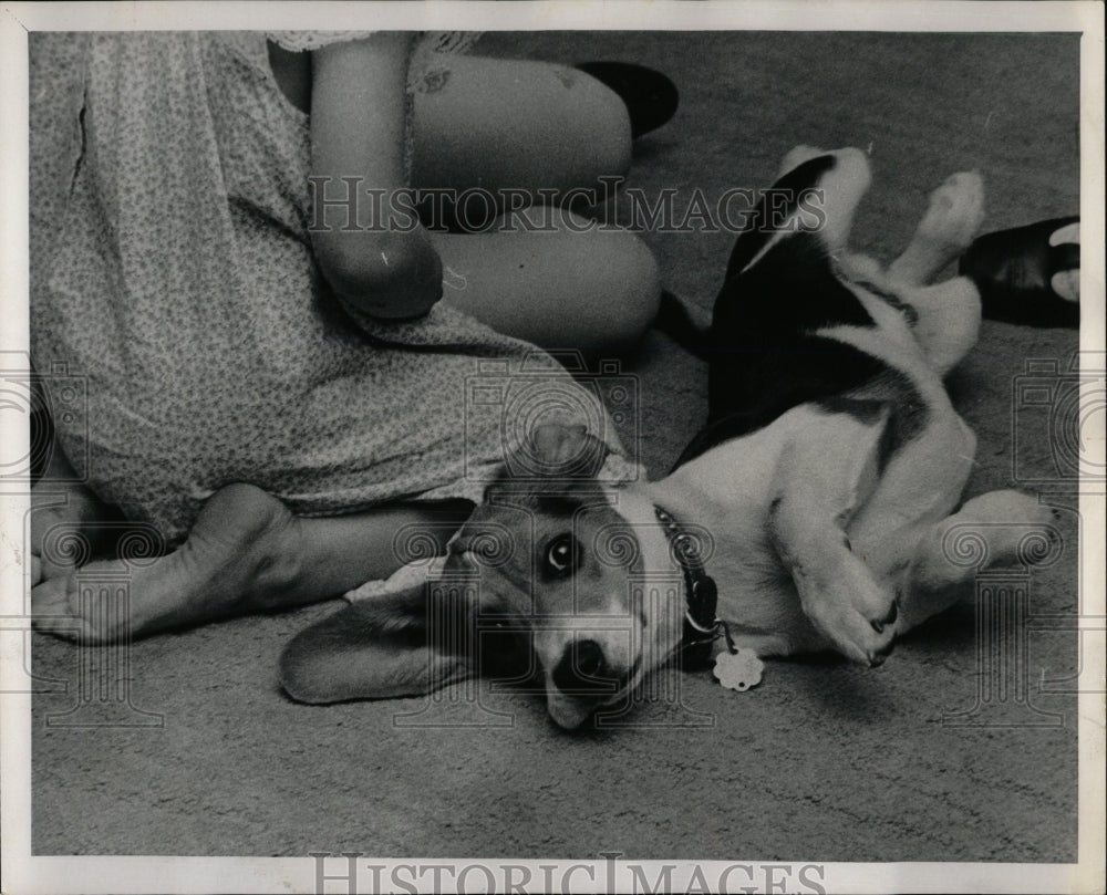 1968 Press Photo Flop-eared Sam (Beagles) - RRW88311 - Historic Images