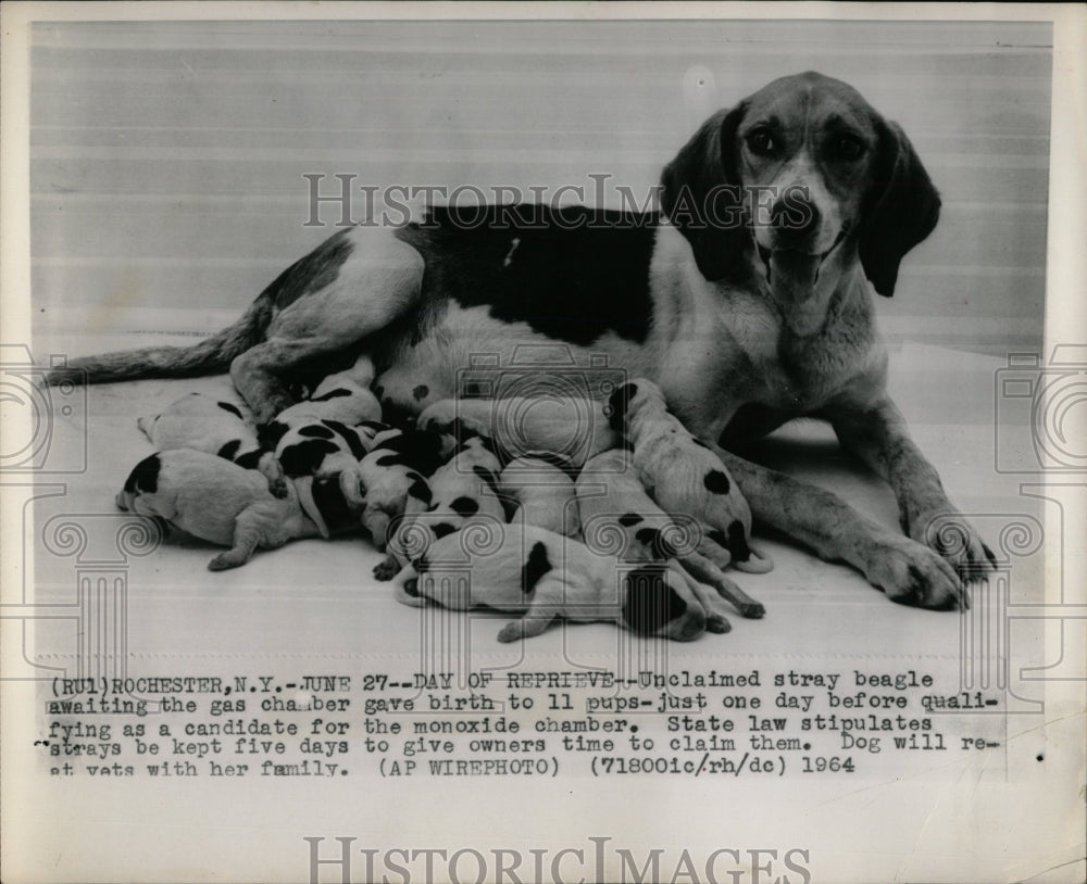 1964 Press Photo Dogs Beagle Monoxide Chamber - RRW88313 - Historic Images