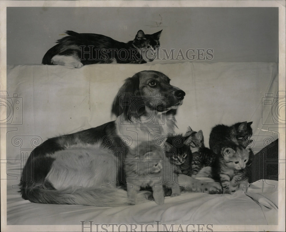 1958 Press Photo Fluff watches warily Mitzie Bell home - RRW88319 - Historic Images