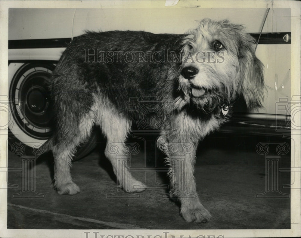 1961 Press Photo International Amphitheater Dog Show - RRW88323 - Historic Images