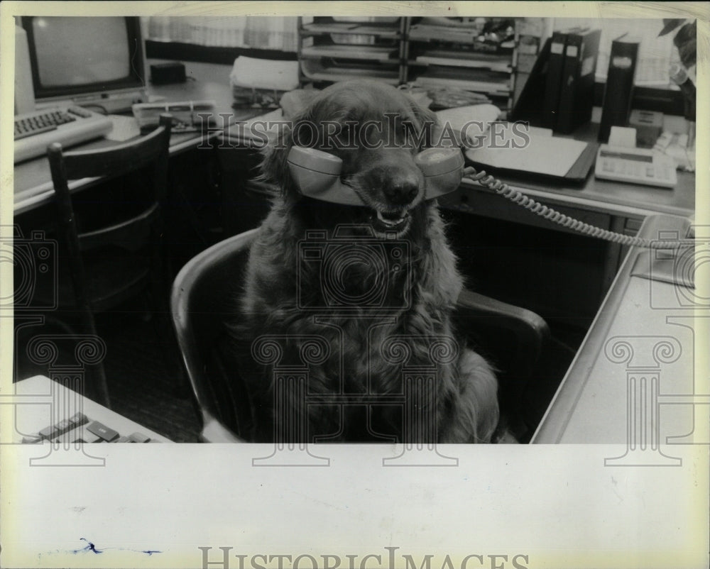 1986 Press Photo Megan owner Bill Truxes phone dog sits - RRW88333 - Historic Images