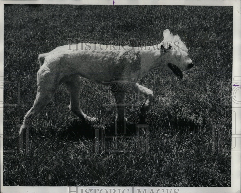 1975 Press Photo Sam, an English Sheep Dog - RRW88341 - Historic Images