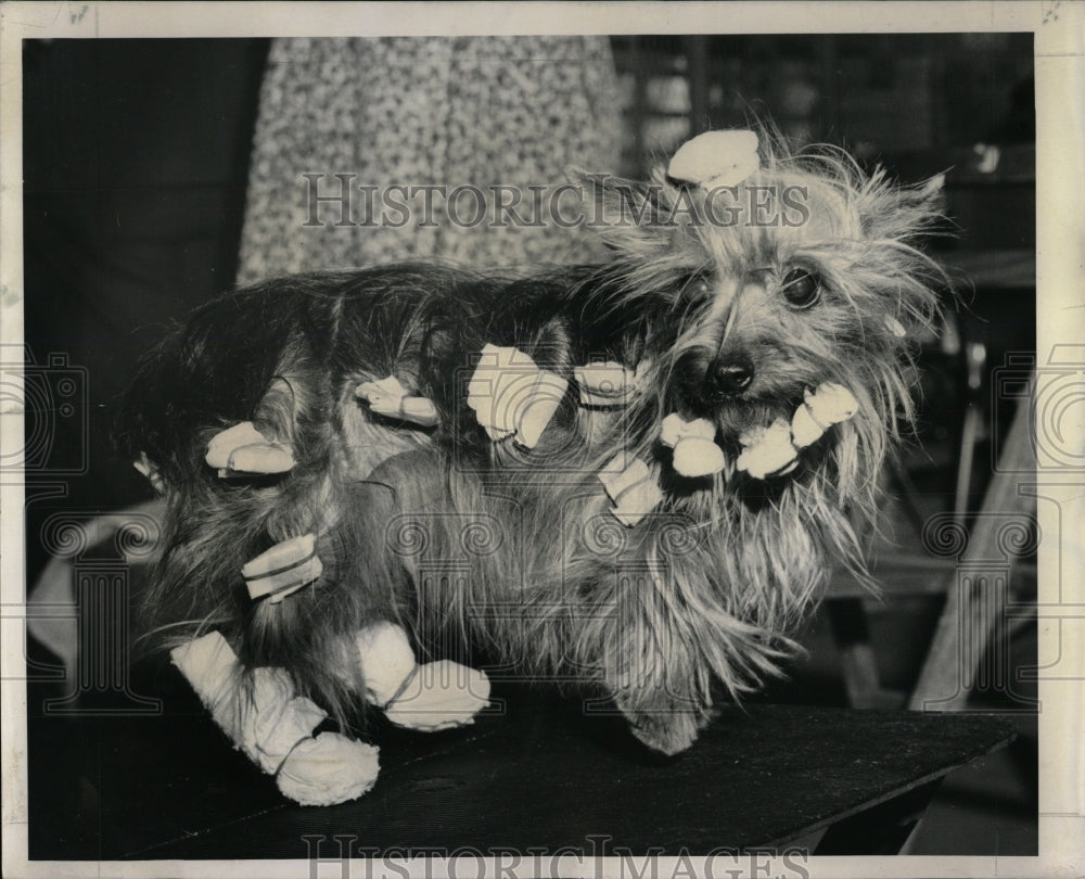 1962 Press Photo International Dog Show Yorkshire - RRW88353 - Historic Images