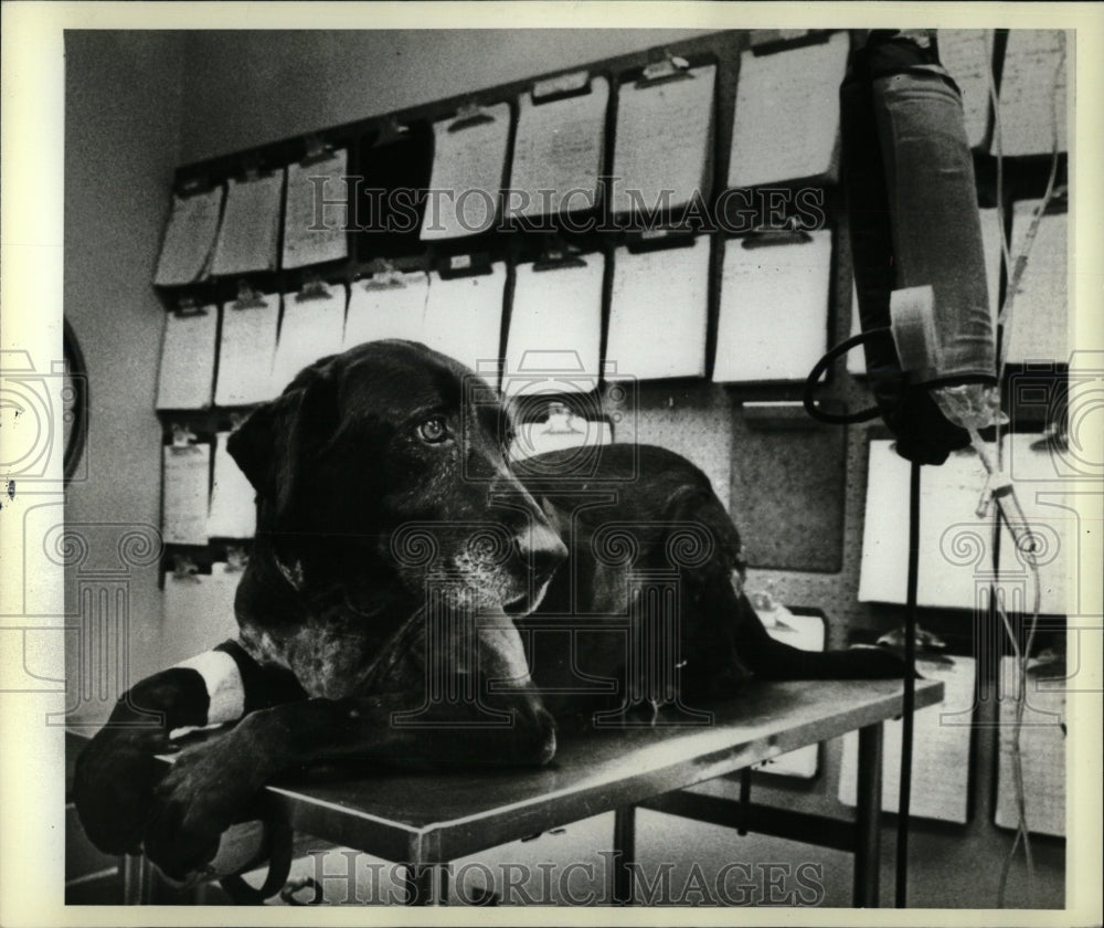 1981 Press Photo Brandy Labrador Fred Hutchinson Dog - RRW88401 - Historic Images